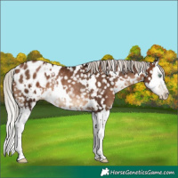 Horse Color:Gray White Spotted Silver Brown Pearl Splash Appaloosa Rabicano