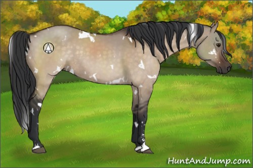 Horse Color:White Spotted Brown Dun Sabino Rabicano 