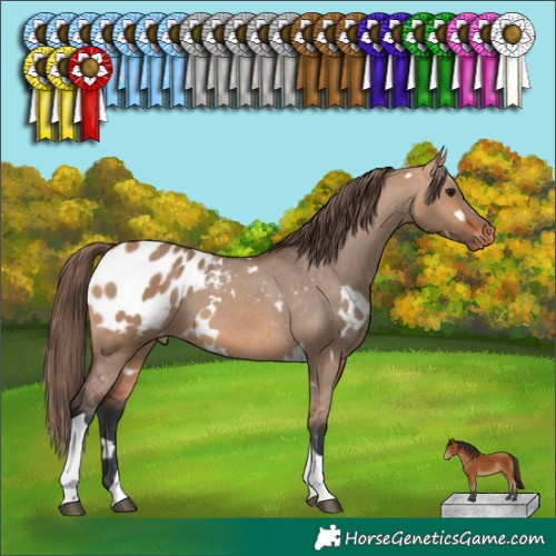 Horse Color:White Spotted Bay Dun Tobiano Appaloosa 