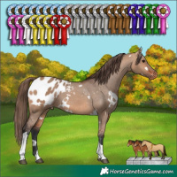 Horse Color:White Spotted Bay Dun Tobiano Appaloosa