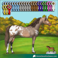 Horse Color:White Spotted Bay Dun Tobiano Appaloosa 