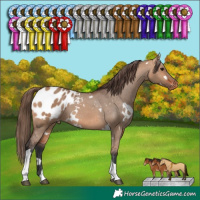 Horse Color:White Spotted Bay Dun Tobiano Appaloosa