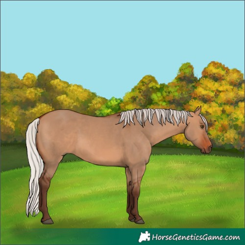 Horse Color:Silver Bay Dun 