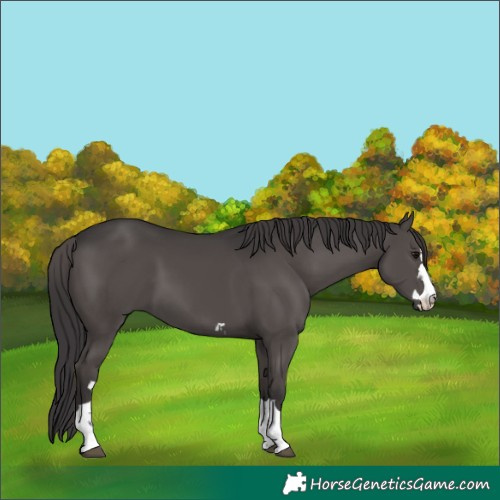 Horse Color:Smoky Black 