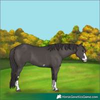Horse Color:Smoky Black 