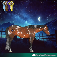 Horse Color:White Spotted Brown Rabicano