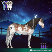 Horse Color:White Spotted Bay Splash