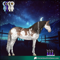 Horse Color:White Spotted Bay Splash
