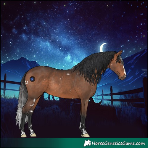 Horse Color:White Spotted Brown Rabicano