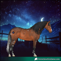 Horse Color:White Spotted Brown Rabicano 