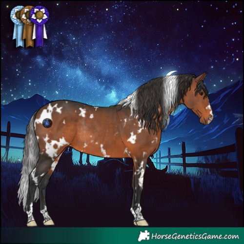 Horse Color:White Spotted Brown Rabicano 