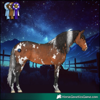 Horse Color:White Spotted Brown Rabicano 
