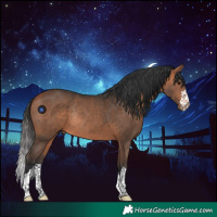 Horse Color:Bay Rabicano 