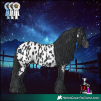 Horse Color:Black Near Leopard 