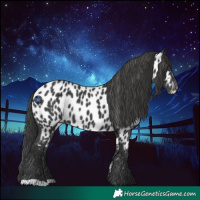Horse Color:Black Near Leopard 