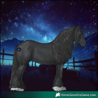 Horse Color:Black 