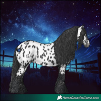 Horse Color:Black Near Leopard 