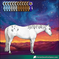 Horse Color:Smoky Black Appaloosa 