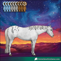 Horse Color:Smoky Black Appaloosa 