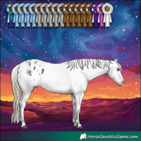 Horse Color:Smoky Black Appaloosa 