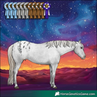 Horse Color:Smoky Black Appaloosa