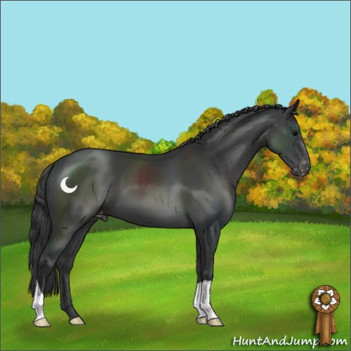 Horse Color:Black Appaloosa 