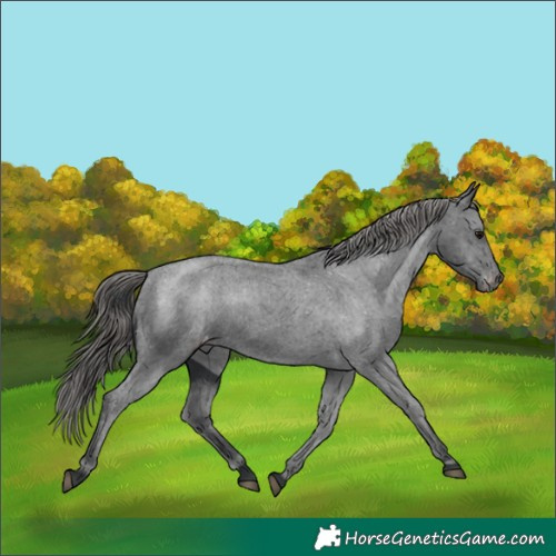 Horse Color:Black Appaloosa 
