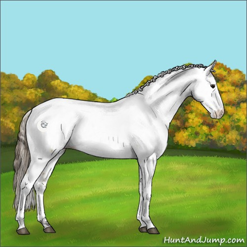 Horse Color:Buckskin Appaloosa