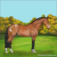 Horse Color:Bay Appaloosa 