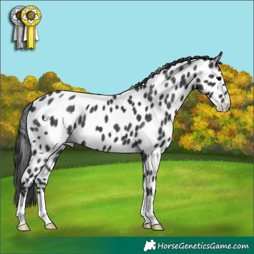 Horse Color:Black Appaloosa 
