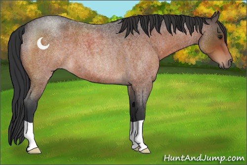 Horse Color:Brown Roan 