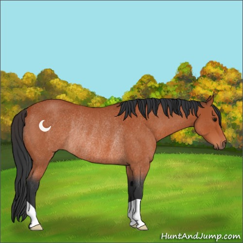 Horse Color:Bay Roan Rabicano 