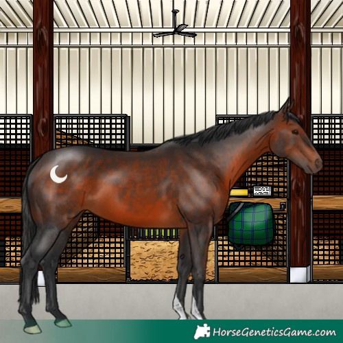 Horse Color:Brown 