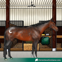 Horse Color:Brown 