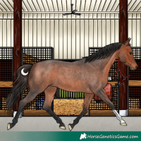 Horse Color:Bay Roan 