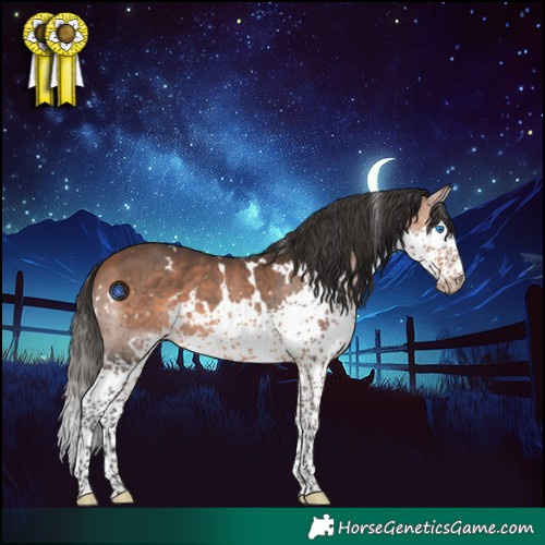 Horse Color:White Spotted Bay Splash 