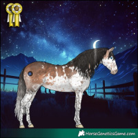 Horse Color:White Spotted Bay Splash