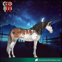 Horse Color:White Spotted Bay Splash 