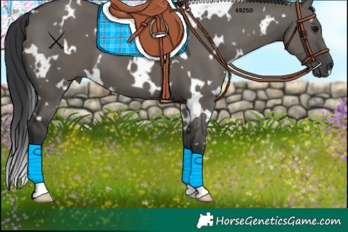 Horse Color:White Spotted Grullo 