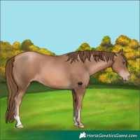 Horse Color:Liver Chestnut Pearl 