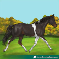 Horse Color:Liver Chestnut Tobiano 