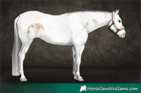 Horse Color:White Spotted Brown Dun Splash Tobiano Rabicano 