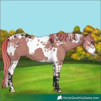 Horse Color:Liver Red Dun Splash Tobiano