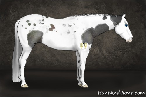 Horse Color:Black Splash Tobiano Rabicano 