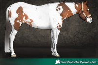 Horse Color:White Spotted Bay Tobiano Rabicano