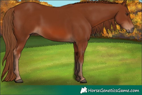 Horse Color:Chestnut 