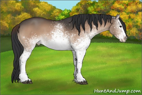 Horse Color:White Spotted Bay Dun 