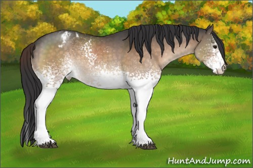 Horse Color:White Spotted Brown Roan Dun Appaloosa 