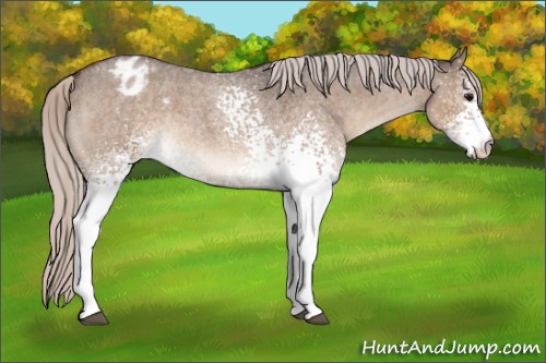 Horse Color:White Spotted Silver Brown Roan Dun Appaloosa Rabicano 