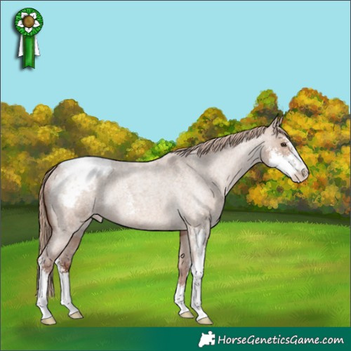 Horse Color:Red Dun Roan Sabino Appaloosa Rabicano 